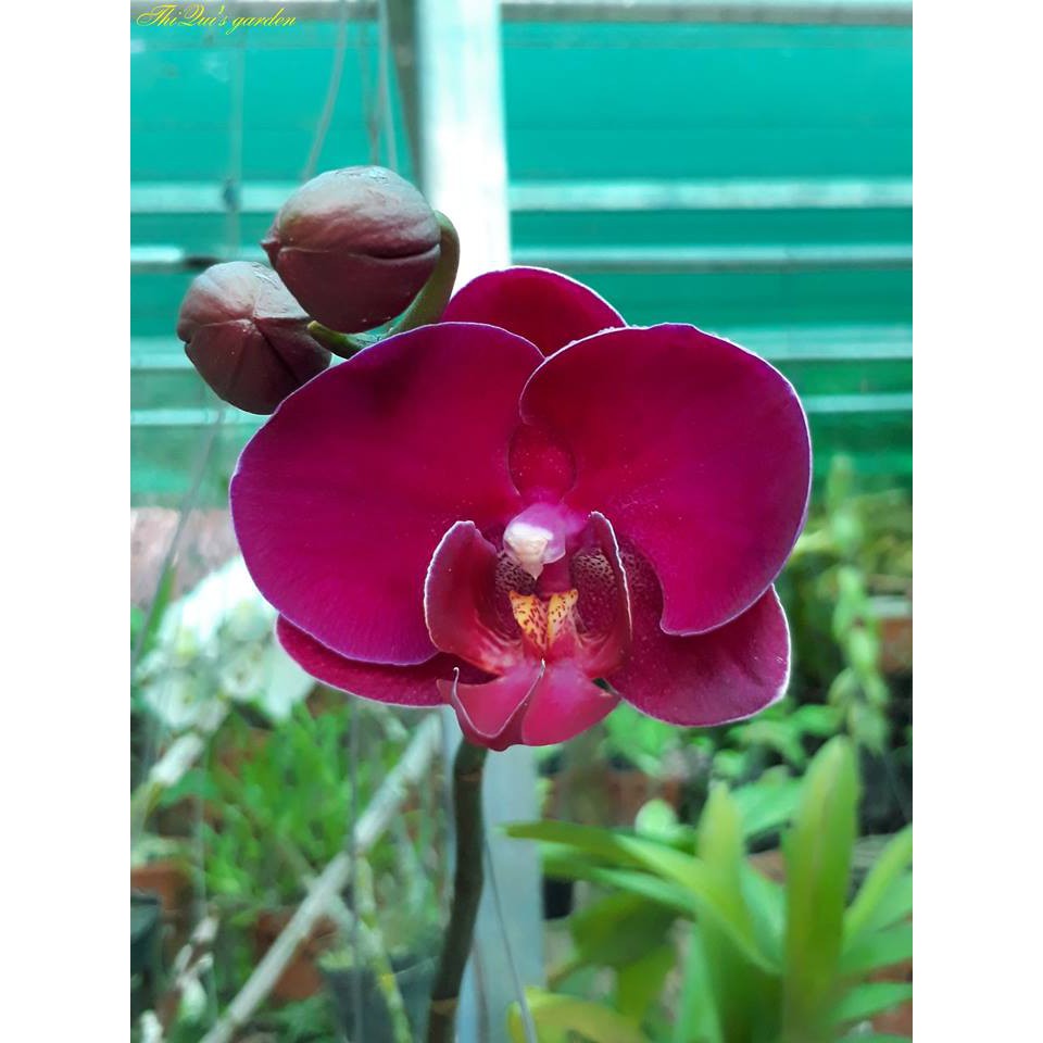 Vitamin B1 (Chai 500ml)