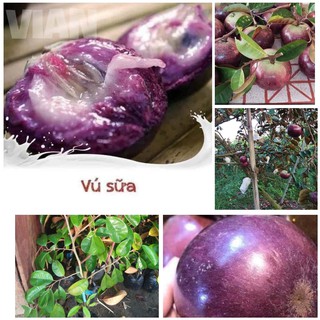 CÂY VÚ SỮA TÍM MICA