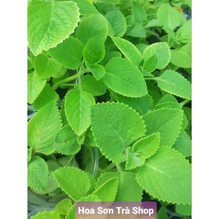 (vhst q.8 - giao trong ngày) lá húng chanh (tần dày lá).
