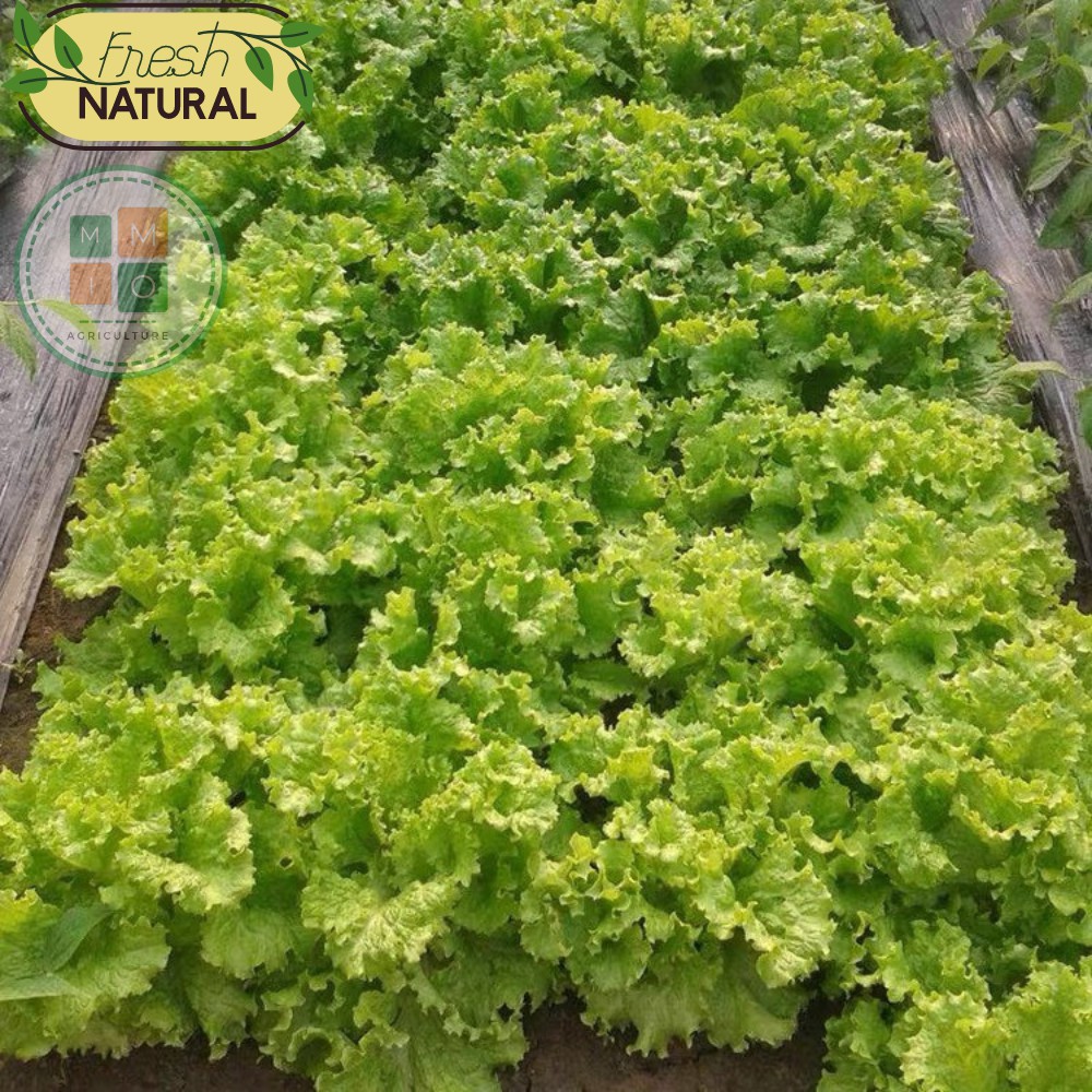 Hạt giống xà lách xoăn thủy tinh chịu nhiệt