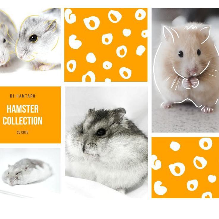 Khuôn Làm Bánh Cho Chuột Hamster