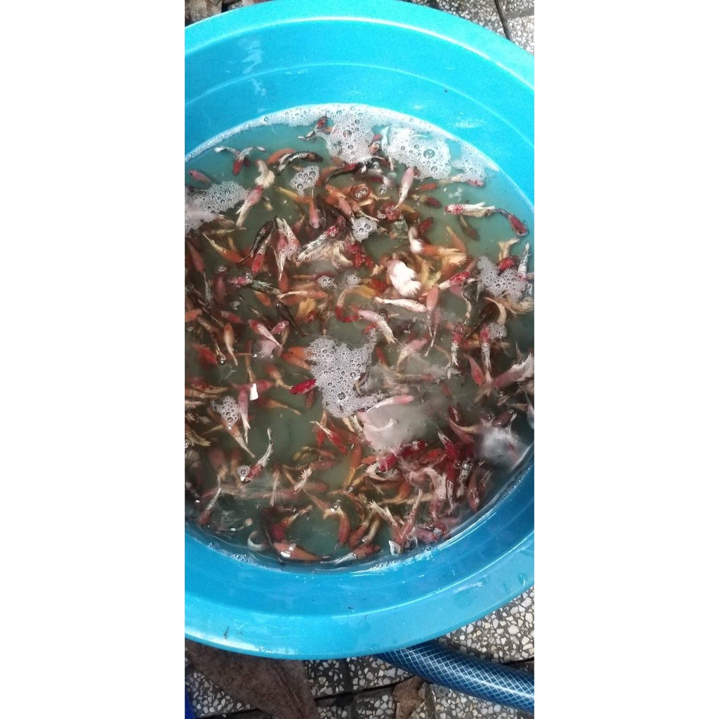 COMBO 1O FANCY COPPER FANCY RED