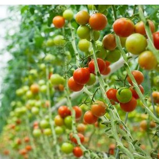 Combo 4 gói cà chua các loại-cà chua khổng lồ, cà chua trái tim, cà chua bi dây đỏ vàng