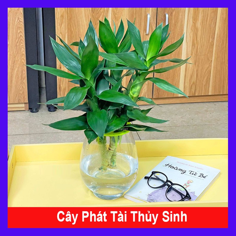 Cây phát tài thuỷ sinh cao 25cm, cây trồng để bàn mang lại may mắn, bình an và hạnh phúc