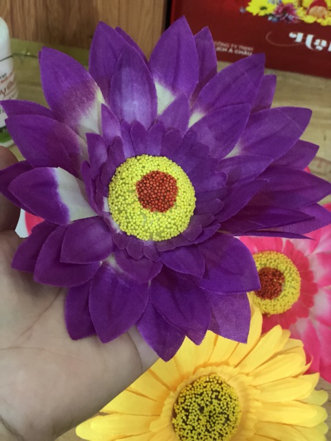 Hoa múa sân trường