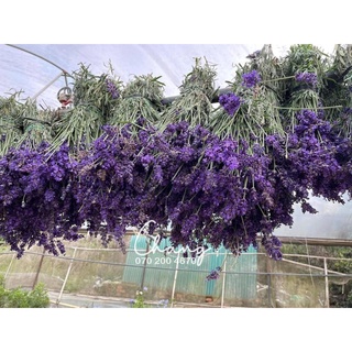 Bó hoa khô Lavender Pháp (hoa Oải hương)
