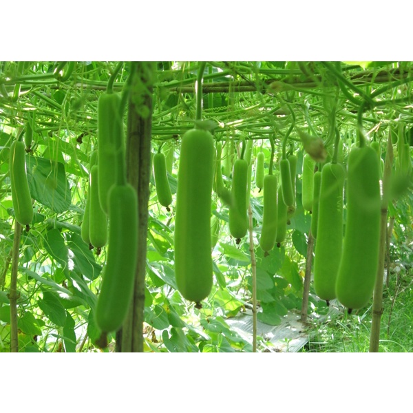 Cây bầu trưởng thành đang hoa
