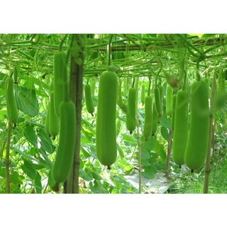 Cây bầu trưởng thành đang hoa