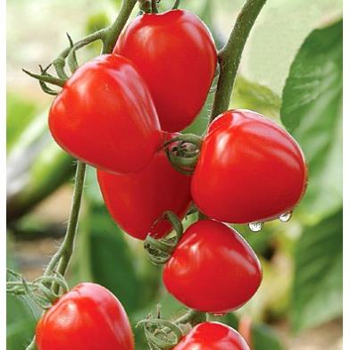 Hạt giống cà chua Tomato Berry ngọt chịu hạn 20 hạt