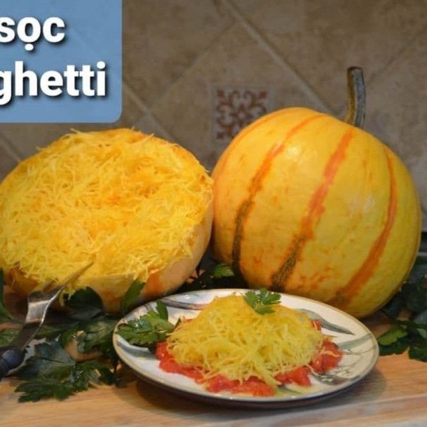 Hạt giống bí mì sợi, bí sọc Spaghetti giống hữu cơ Mỹ độc lạ dễ trồng