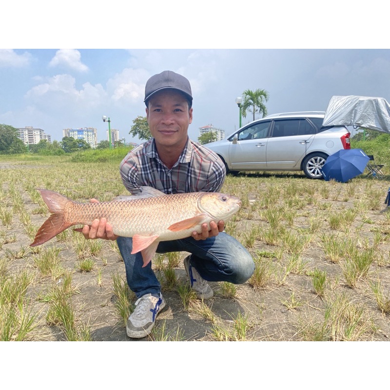 Lancer Boilie câu chép, trôi, trắm