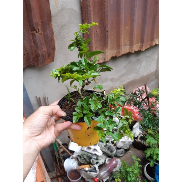 Cây kim quýt THÁI bonsai