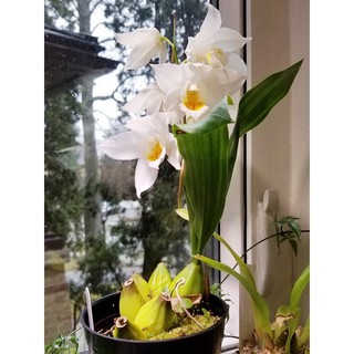 Hoa Lan Thanh đạm