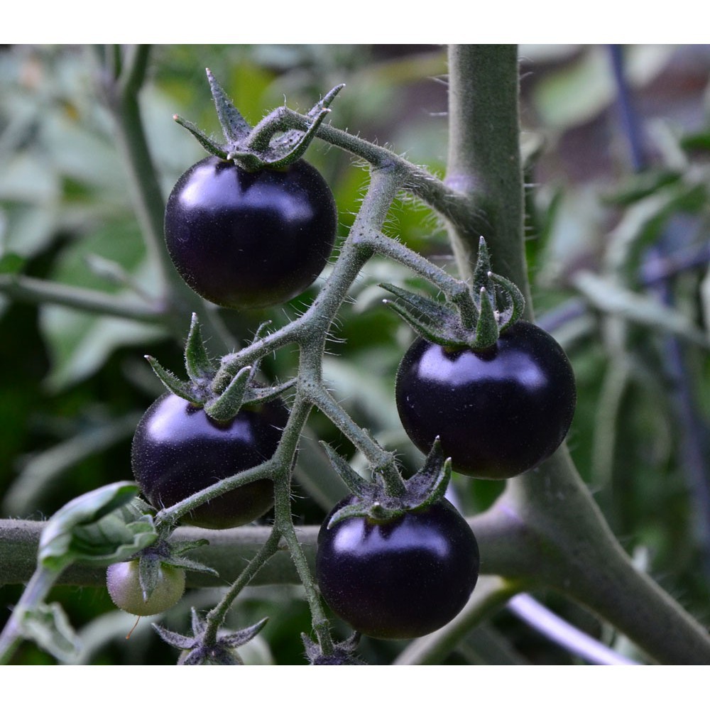 Bán FREE SHIP BỘ 10 gói hạt giống cà chua bi đen TẶNG 2 phân bón tại Hạt Giống Bốn Mùa