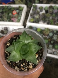 Combo sản phẩm 
