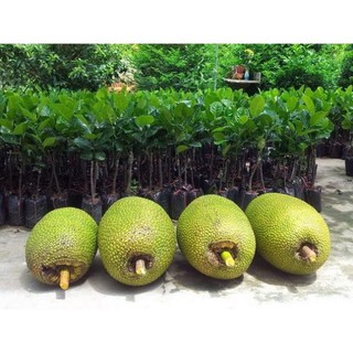 Cây mít thái không hạt