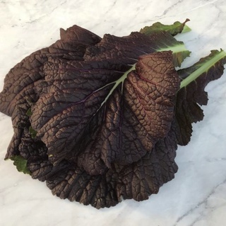 [Hạt giống Nhật Bản) Hạt giống rau cải mù tạt tím - Tỷ lệ nảy mầm 95%