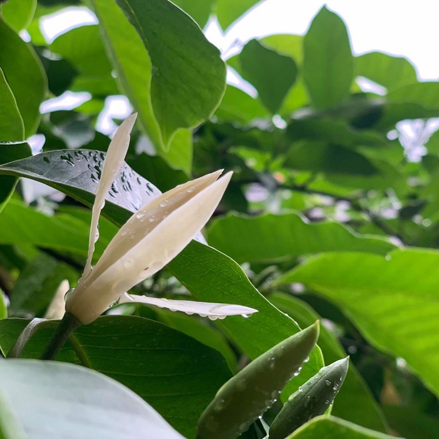 Cây hoa ngọc lan trắng-Nhà vườn Hula Trees