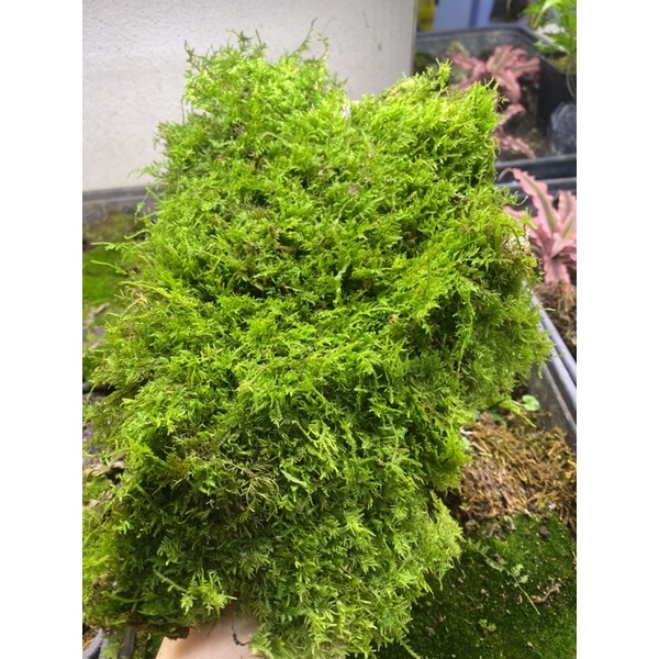 1 kg rêu tươi trắc bá trải nền tường rêu, đắp mặt chậu cây, bon sai