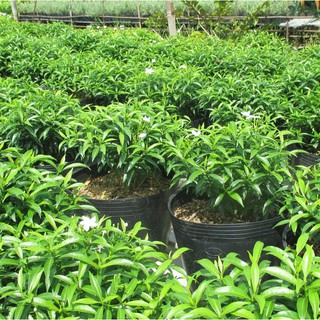 Cây mai vạn phúc