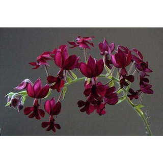 Củ hoa lan bầu rượu (củ nhỏ)
