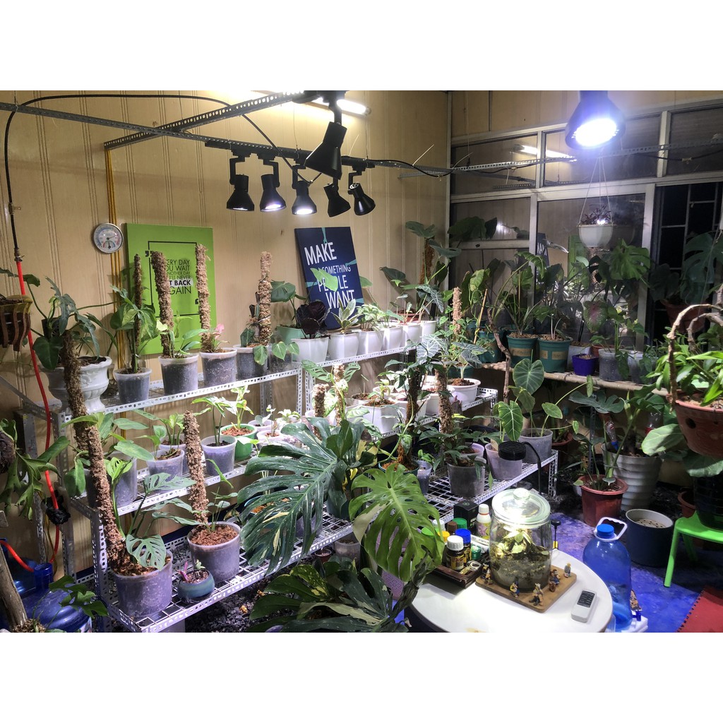 ĐÈN RỌI RAY WEEK RGB 30W  CHIẾU SÁNG CHO CÂY TRONG NHÀ - ĐÈN CHÍNH HÃNG WEEK