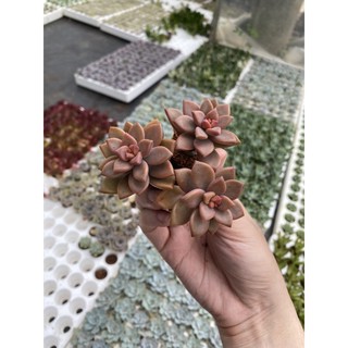Sen đá đỏ 3 cây