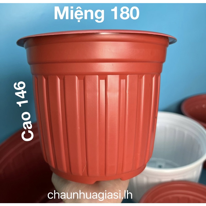 Chậu nhựa mỏng vành cứng trồng cây-Chậu nhựa TTK 150, TTK 180, TTK 200, TTK 230, TTK 260, TTK 280