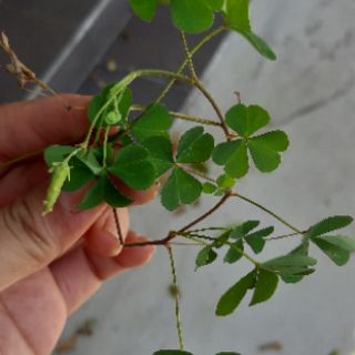 cỏ may mắn(me đất.cỏ 3 lá)