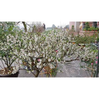 BẦU CÂY GIỐNG NHẤT CHI MAI