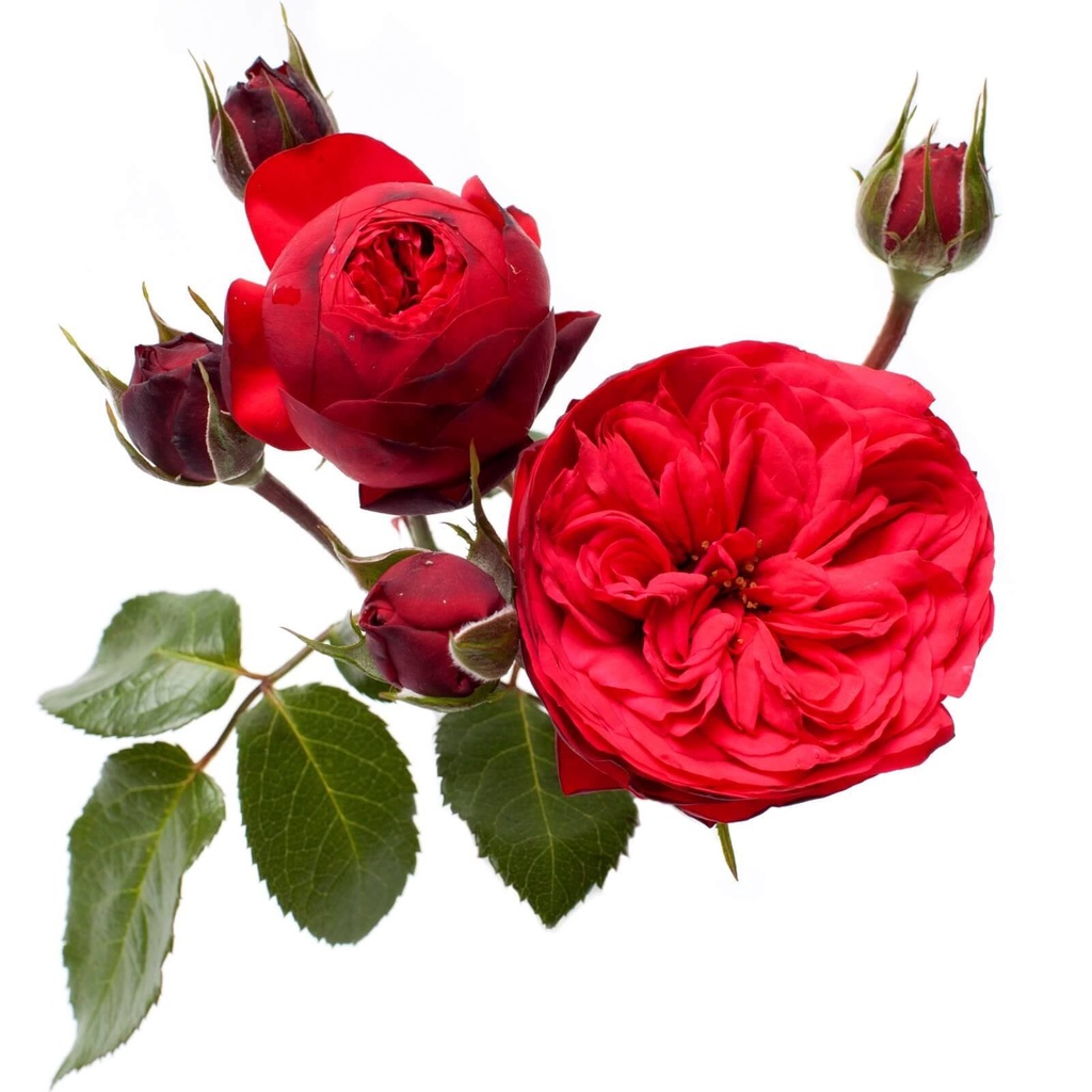 Hoa Hồng ngoại  Red Piano màu đỏ thẫm đầy ma mị cuốn hút-HoaNgoạiMêLinh