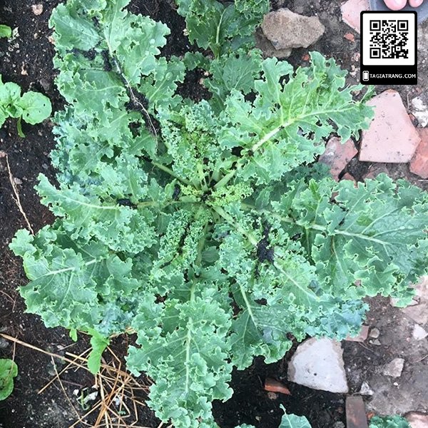 1Kg hạt giống cải xoăn kale (cải xoăn xanh) kháng bệnh tốt, trồng quanh năm