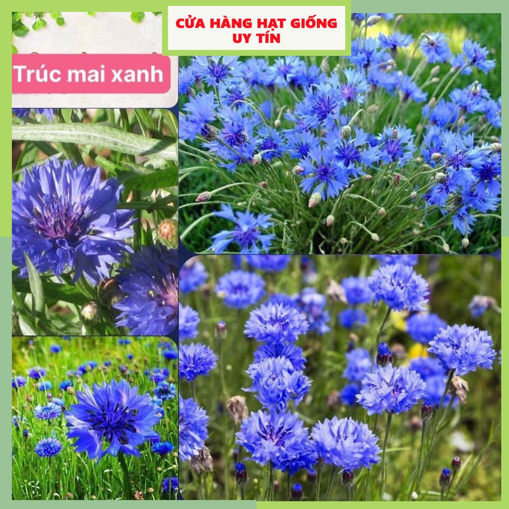 Hạt Giống Trúc Mai Xanh F1 Loại Siêu Dễ Trồng Dễ Chăm Sóc kháng sâu bệnh [gói 50gram,100gram,200gram]