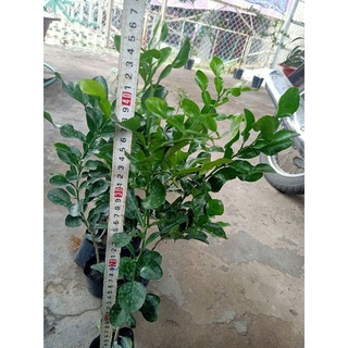 02 cây chúc/chanh thái cao 40_50cm