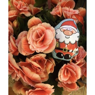 (Hàng sẵn)Hộp kẹo Noel trái cây 10v