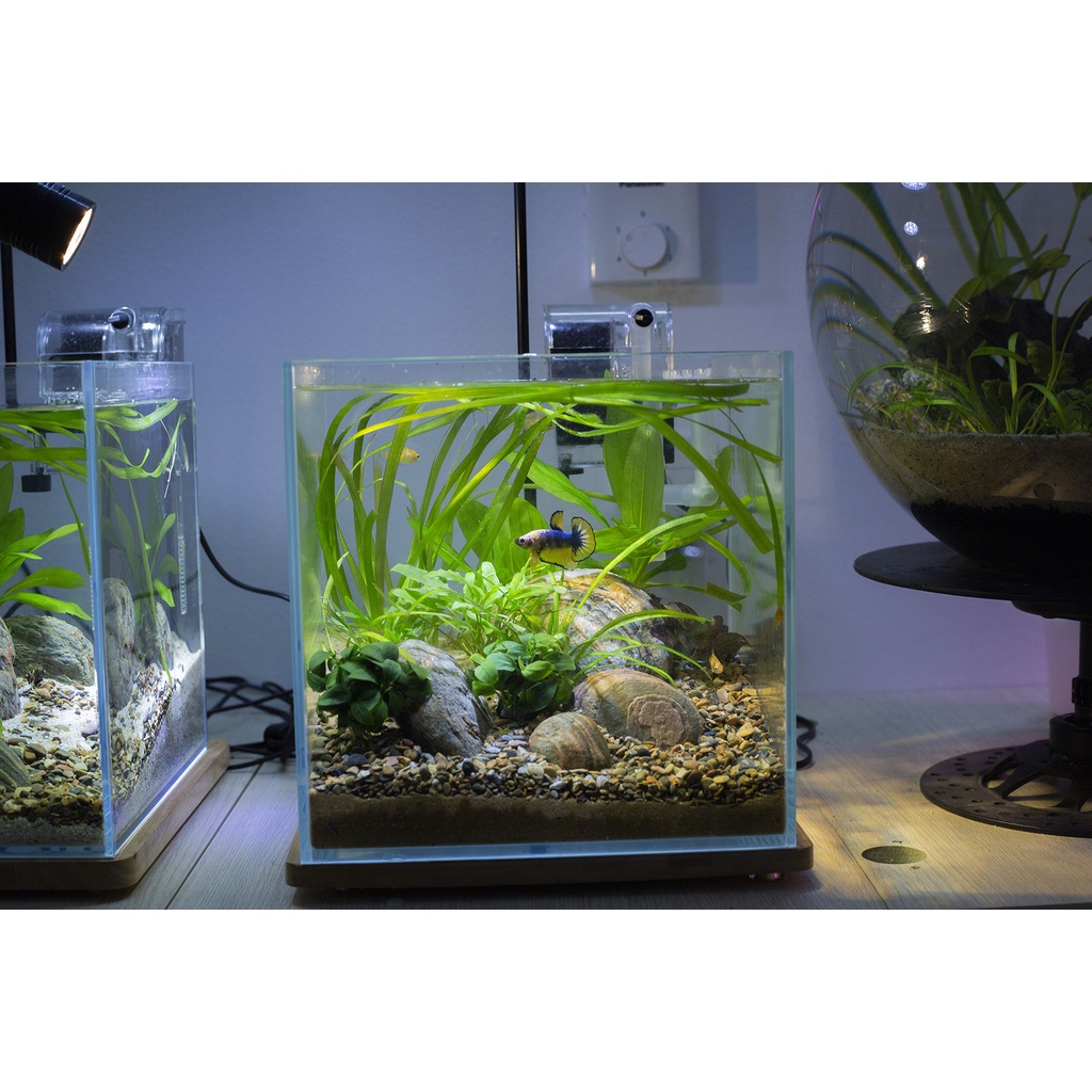 Bể cá thủy sinh Combo cubic 20cm/ 25cm