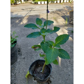 5 Cây cỏ đuôi chuột
