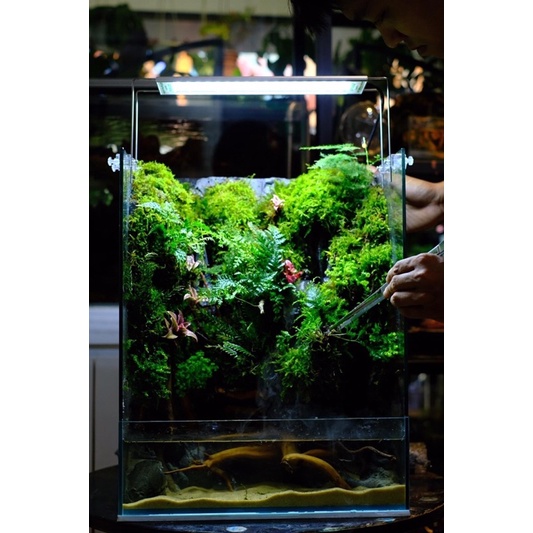 rêu wepping, rêu trải nền hồ bán cạn, tường rêu, terrarium