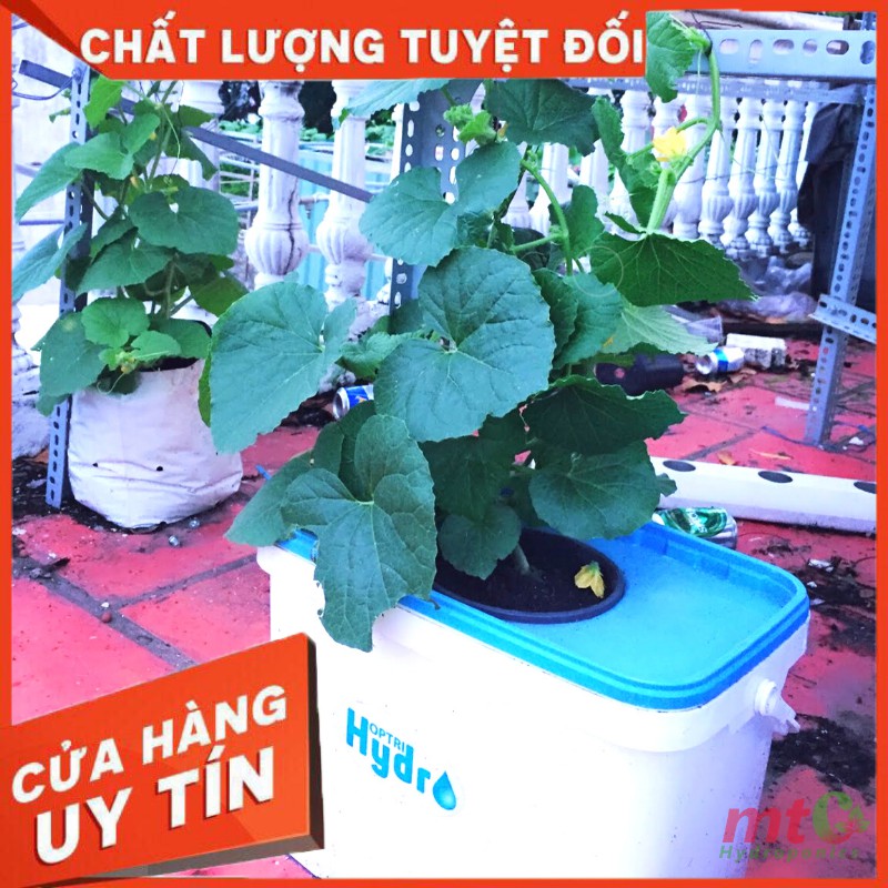 Thùng Thủy Canh Tĩnh Trồng Cây Ăn Quả