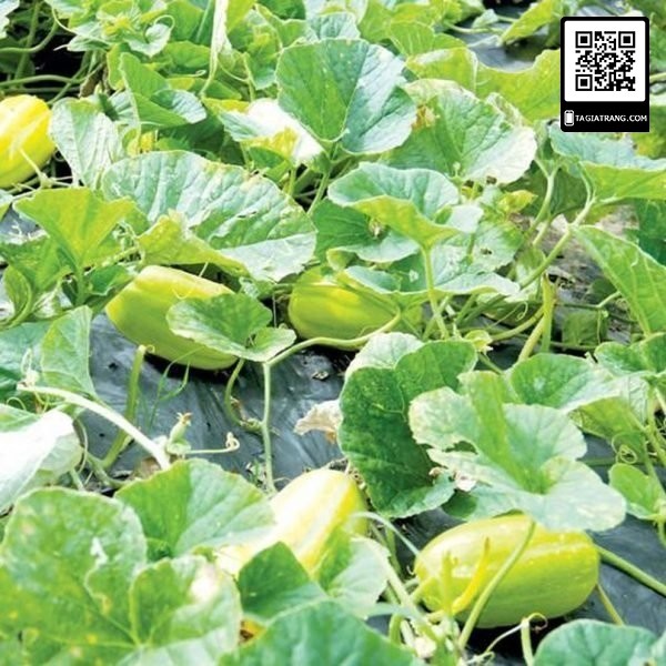 Hạt giống dưa lê Hàn Quốc Tossa, gói 5 hạt