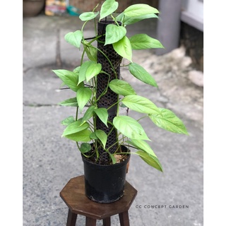 Trầu Bà Leo| Pinnatum cebu blue