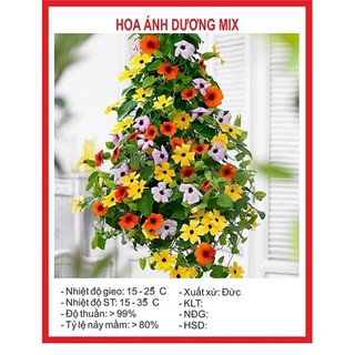 [TOP DỄ TRỒNG] Hạt giống Hoa Ánh Dương Mix Lucky Seeds