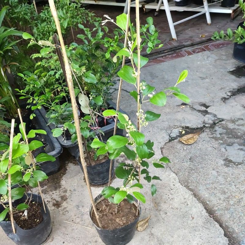Cây táo thái xanh siêu trái cao từ 1m Indian Jujube  Ziziphus nummular
