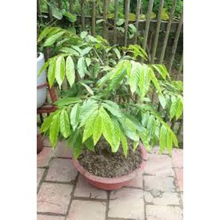 Cây hoa dẻ bầu lớn, gửi đi nguyên bầu, đang hoa sắp hoa, hoa thơm miễn chê