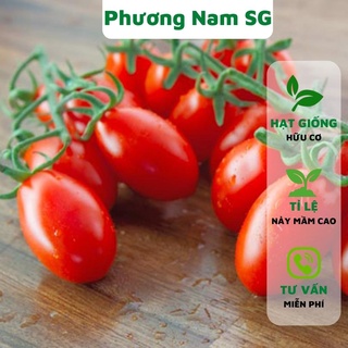Hạt giống cà chua Cherry đỏ Phương Nam 20H, hạt giống hữu cơ, dễ trồng