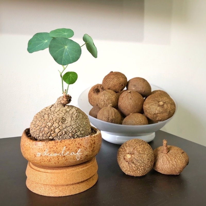 Củ bình vôi Thái
