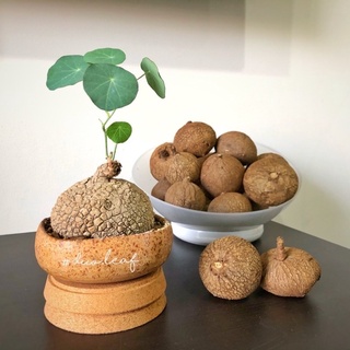 Củ bình vôi Thái (củ bình vôi, cây bình vôi)
