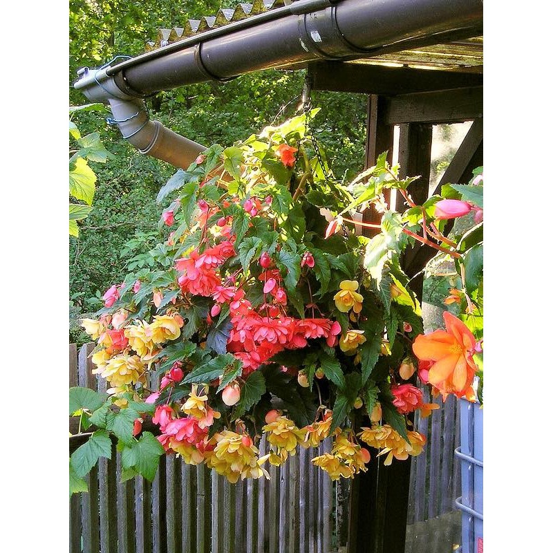 Hạt giống hoa thu hải đường kép mix màu - 1 gói 5 hạt