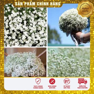 Hạt Giống Hoa Baby Trắng 50 hạt