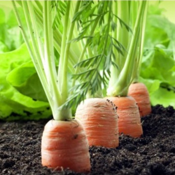 Phân Bón Hữu Cơ Sinh Học HUMIC HOA KỲ Ra Rễ Mạnh, Siêu Hạ Phèn, Cải Tạo Đất  Chuyên Tưới Nhỏ Giọt